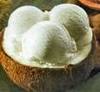 Coconut Ice Cream