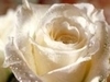 White rose for someone special