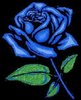 blue rose