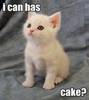 i can has cake ?!