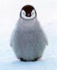 a pengvin.
