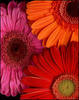 You've received Gerber Daisies!