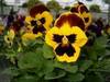 Your as pretty as these pansies