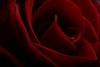 A Rose For Beauty&lt;3