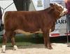 Simmental Calf