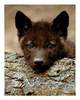 Black Wolf Puppy