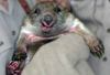 A Happy Wombat