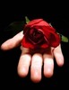 Sweet rose for u
