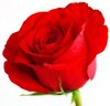 single red rose