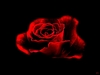 A Red Rose