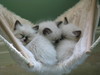 Kitten Cuddles