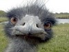 Emu Kiss