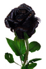 A Black Rose