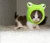 froggy hat