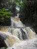 Rain Forrest in Hawaii