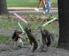 Army of Jedi Squirrels