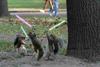 Jedi squirrels