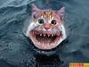A man-eating shark-cat