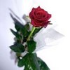 Red Rose ♥ ♥