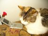 a purr-fect voice mail