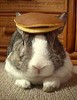 Bunny pancake delivery