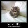 cute kitty cat :)