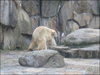 Two polar bears having sex