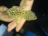 Leopard Gecko