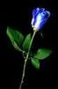 Single Blue Rose