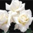 White roses for a loved one