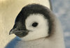 Penguin chick