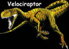A Raptor! =o!