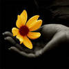A Pretty Flower For You!
