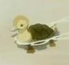 Turtle Duck