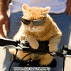 Cat With Sunglasses ;D