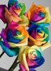 Multicolored Love