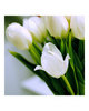 white tulips