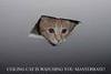 CCTV (ceiling cat TV)