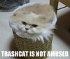 Trashcat is not amused.  &gt;:3