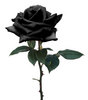 Mono 22 Black Rose