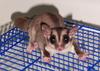 Sugar Glider