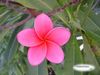 Hot Pink Plumeria