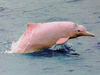 a Pink Dolphin