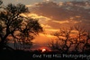 South African Bushveld Sunset