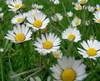 wild daisies~