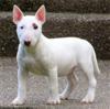 Bullterrier Puppies