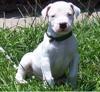 Dogo Argentino puppies