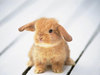 cute bunny