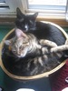A Basket Of Cats