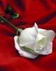 White Rose